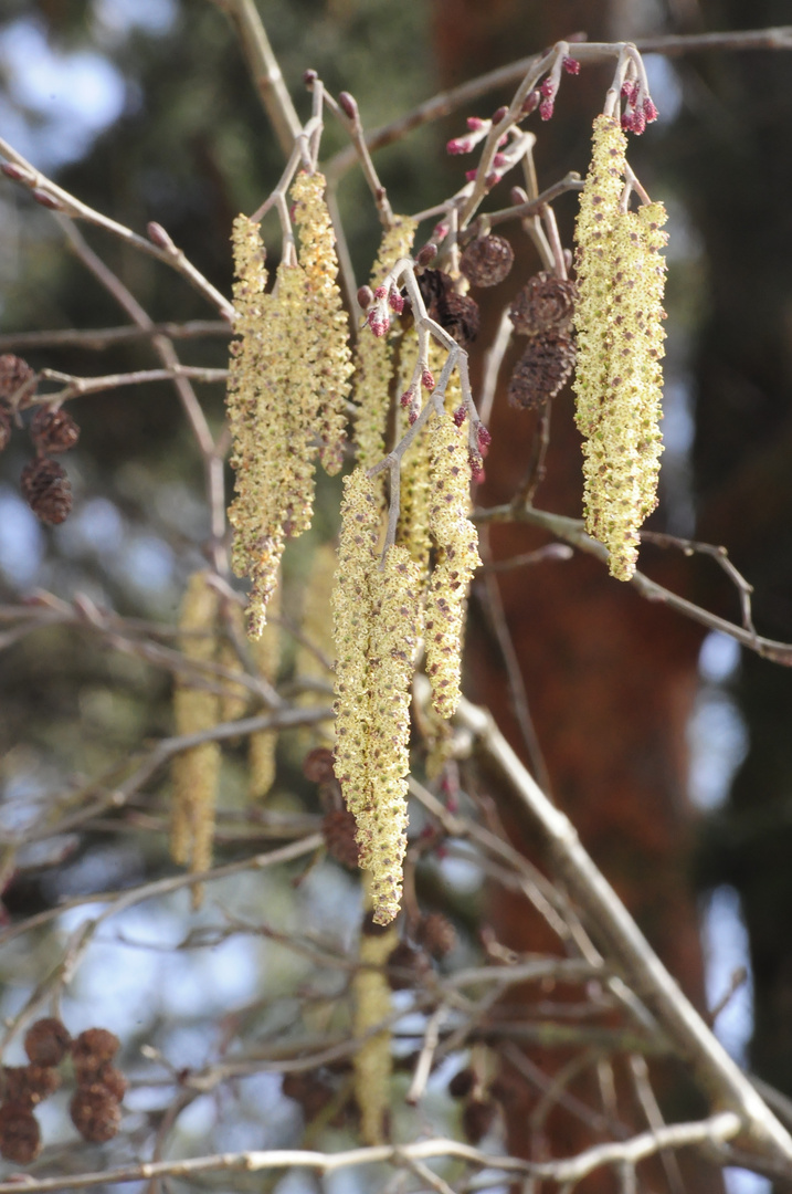 Der Frühling wird immer stärker