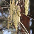 Der Frühling wird immer stärker