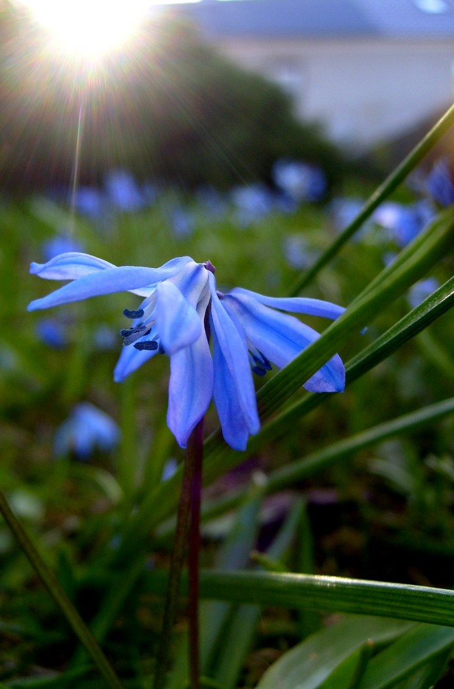 Der Frühling wird kommen!