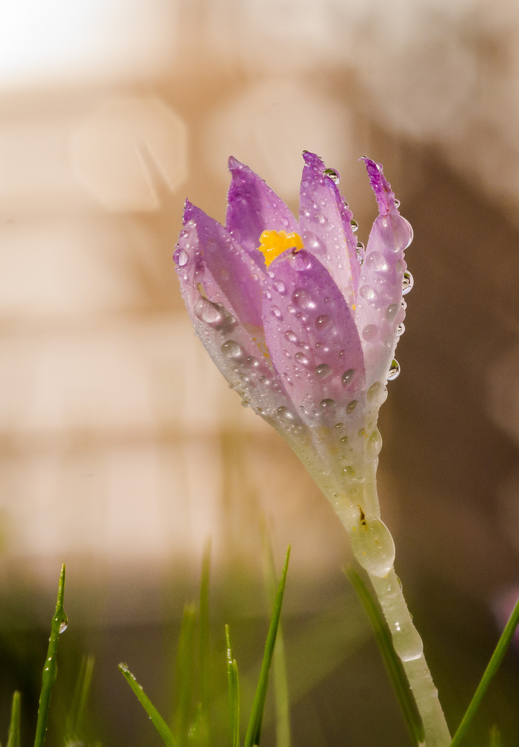 Der Frühling wird kommen...