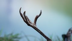 Der Frühling wird stiller werden