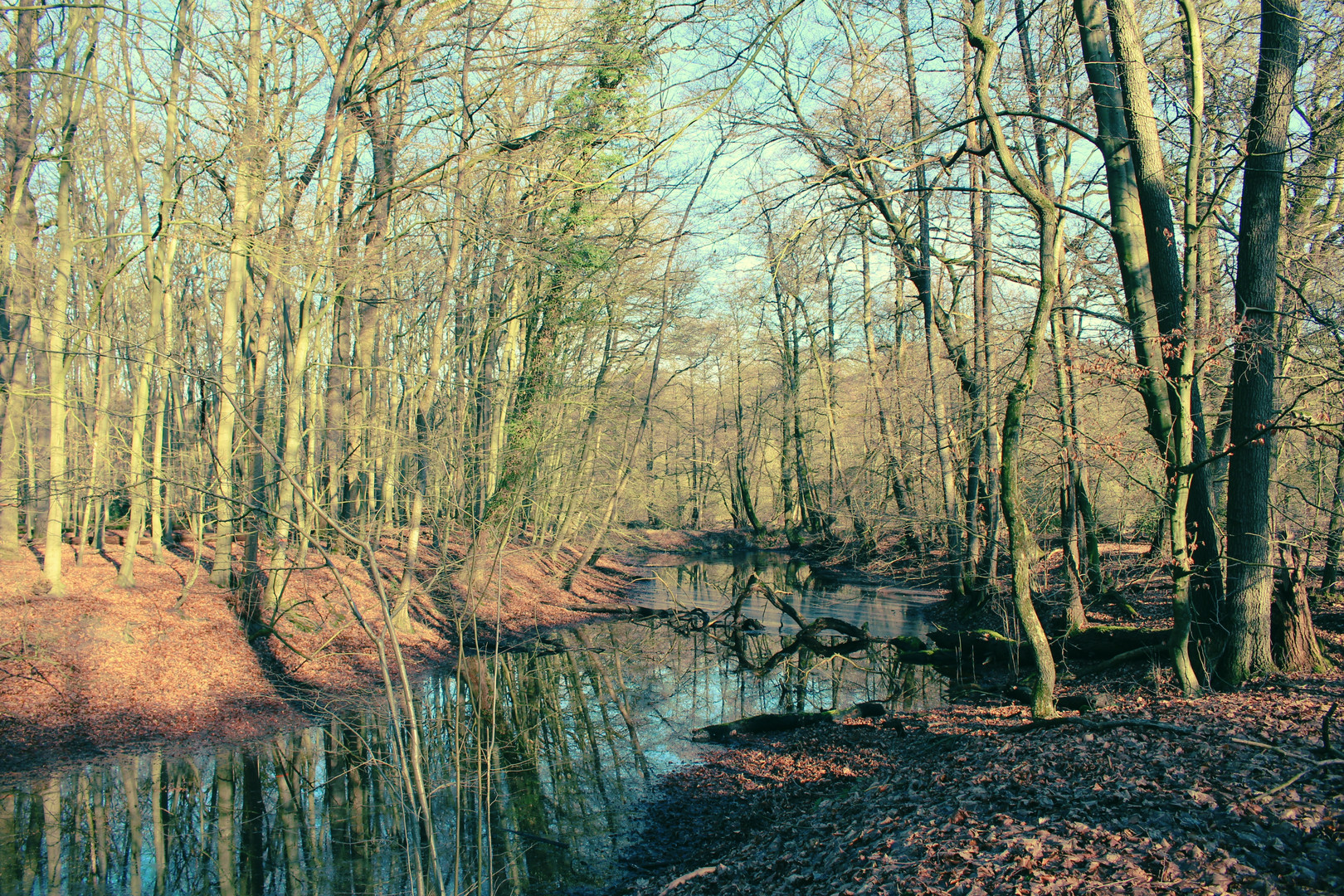 Der Frühling zähmt den Winterwald