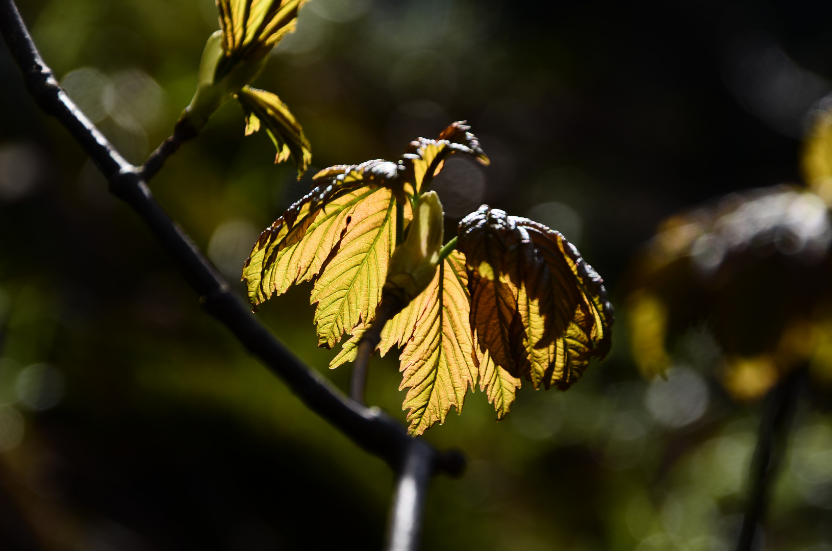 Der Frühling zeigt all seine Pracht