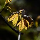 Der Frühling zeigt all seine Pracht