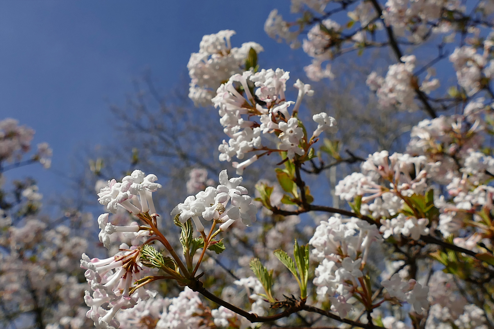 Der Frühling zeigt Blüten