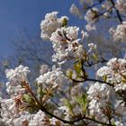 Der Frühling zeigt Blüten