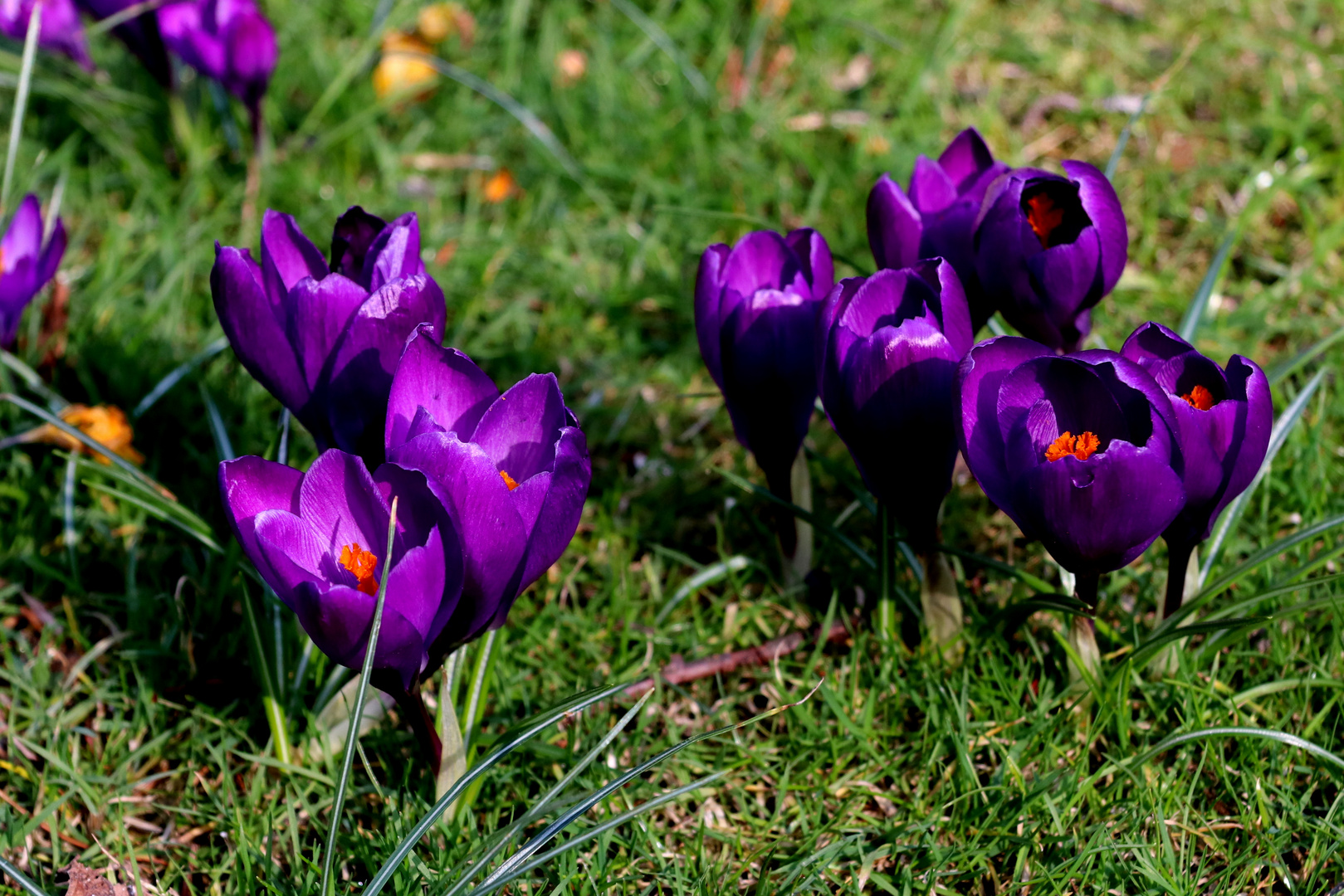 der frühling zeigt farbe