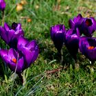 der frühling zeigt farbe