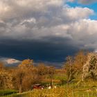 Der Frühling zeigt Farbe 