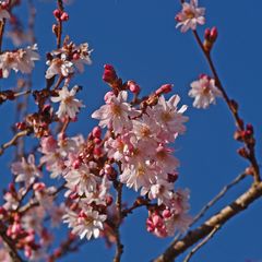 Der Frühling zeigt sich