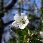 der Frühling zeigt sich 