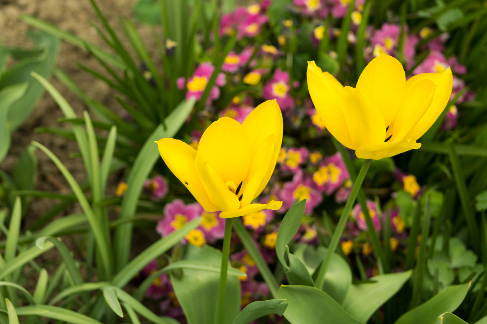 Der Frühling zeigt sich