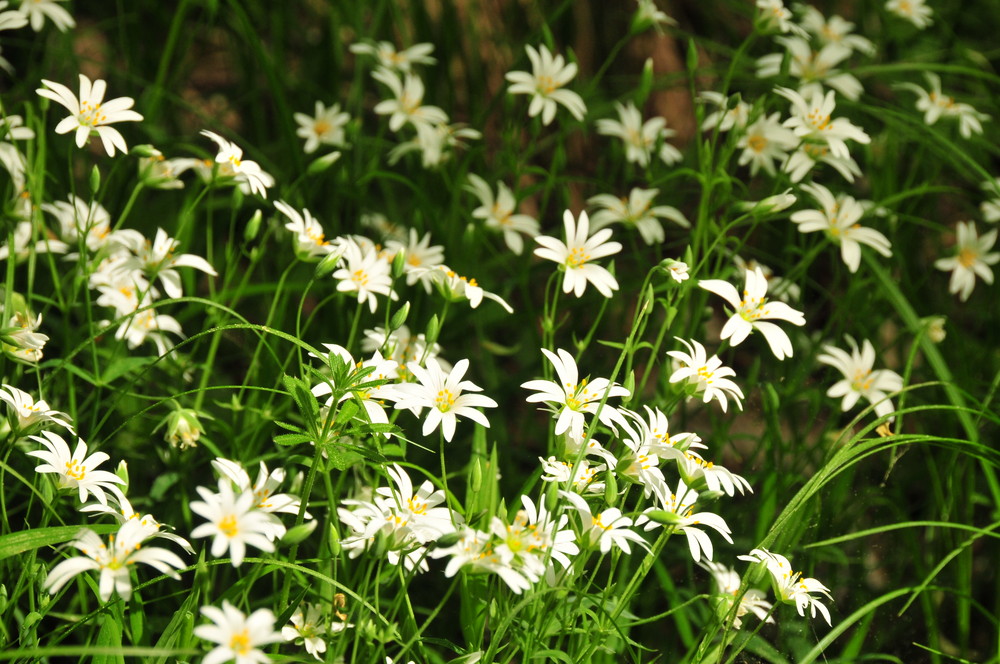 Der Frühling zeigt sich