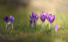 Der Frühling zeigt sich