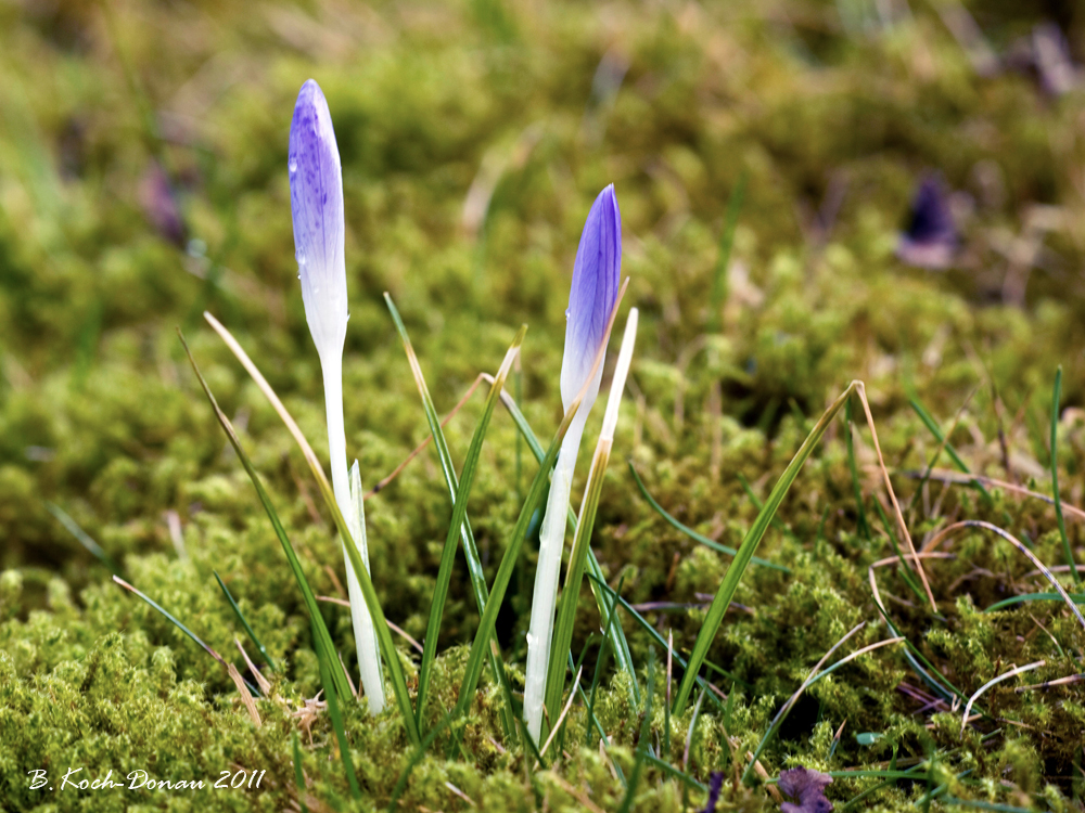 Der Frühling zeigt sich.....