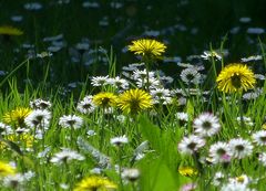 Der Frühling zeigt sich nun von seiner schönsten Seite- leider sehr kurz.