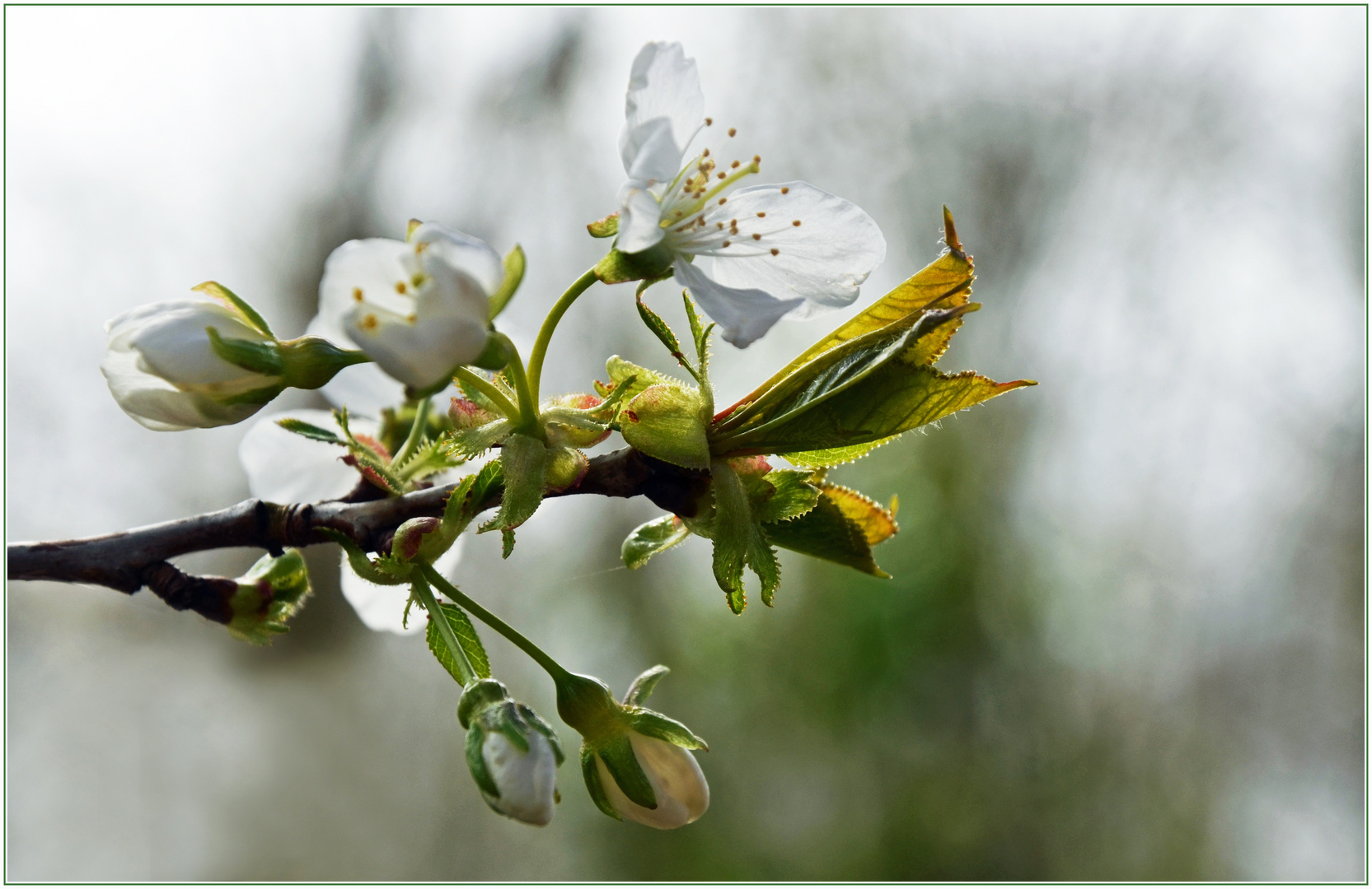 Der Frühling zeigt sich überall