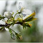 Der Frühling zeigt sich überall