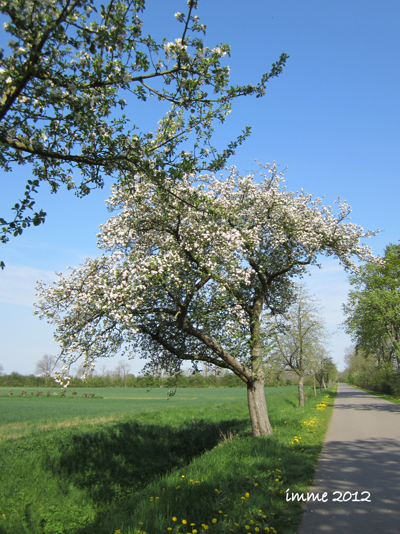 Der Frühling zeigt sich von seiner besten Seite......