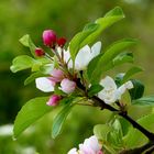 Der Frühling zeigt sich von seiner schönen Seite