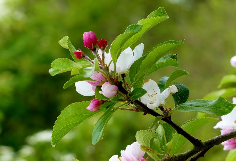 Der Frühling zeigt sich von seiner schönen Seite