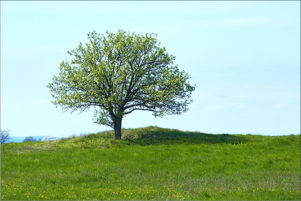 Der Frühling zeigt sich vor meinem Bürofenster