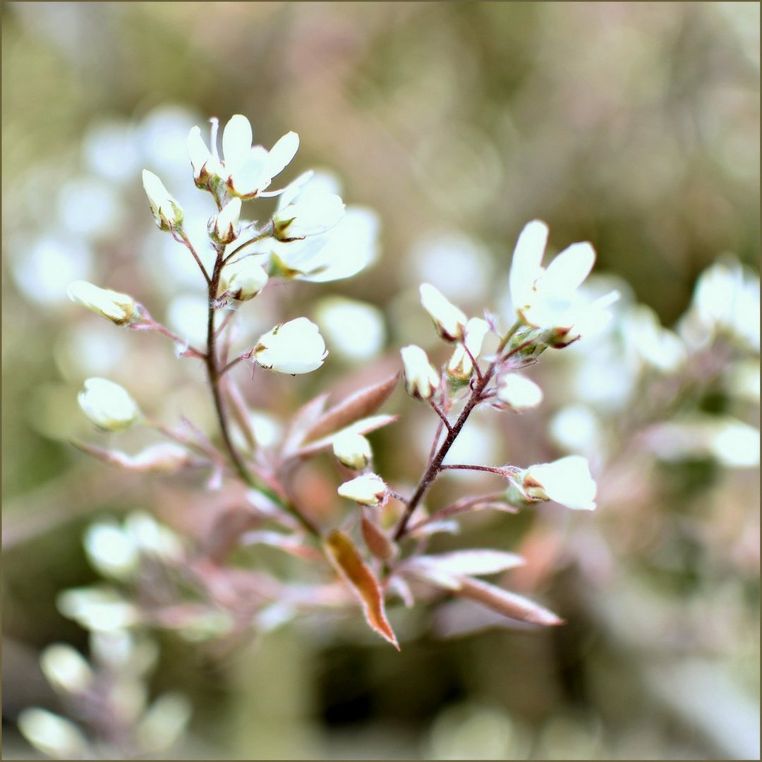 ... Der Frühling zeigt uns seine zarte Seite ...