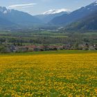 Der Frühling zieht durchs Tal.....