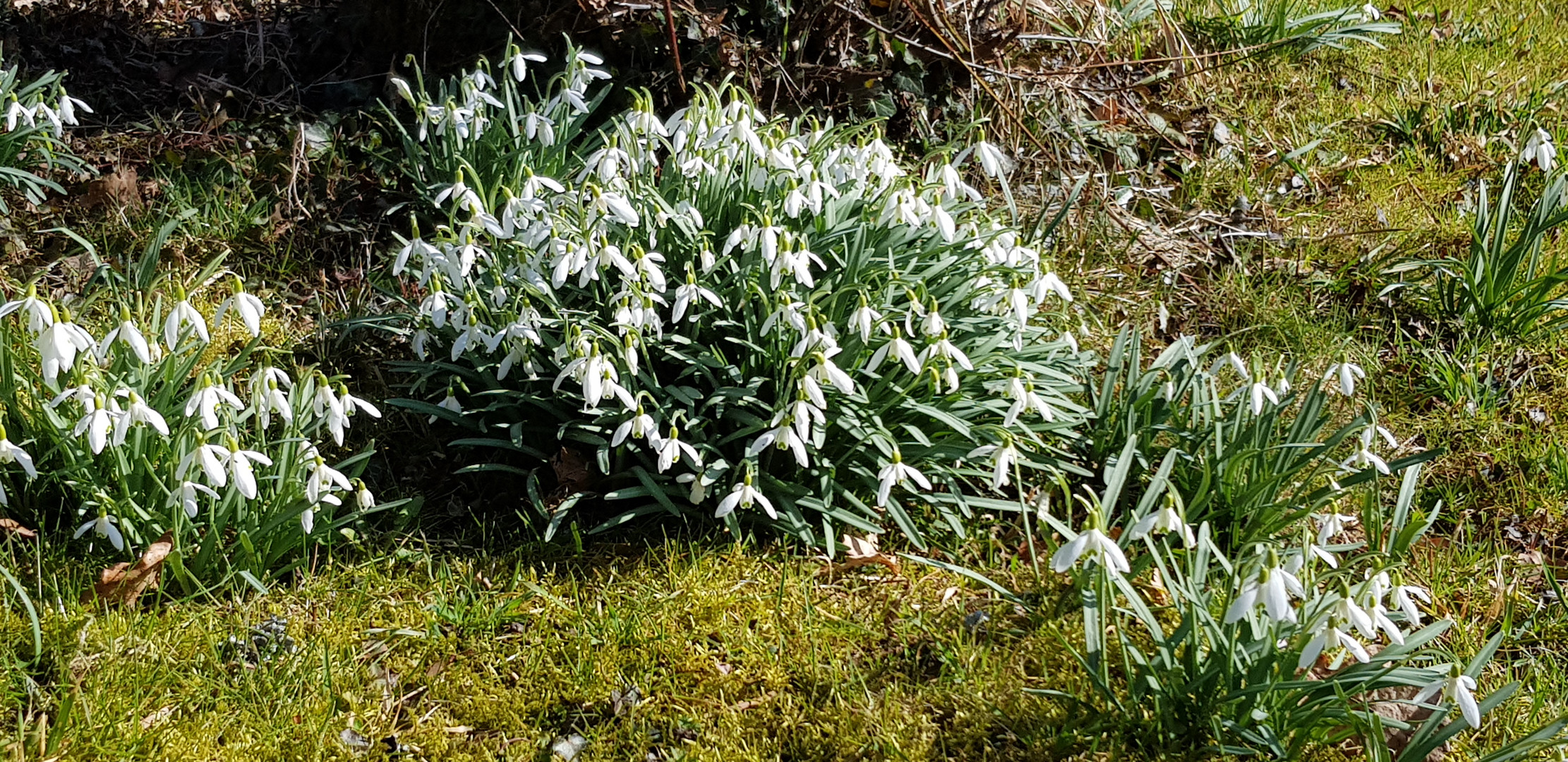 Der Frühling zieht ein.