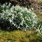 Der Frühling zieht ein.