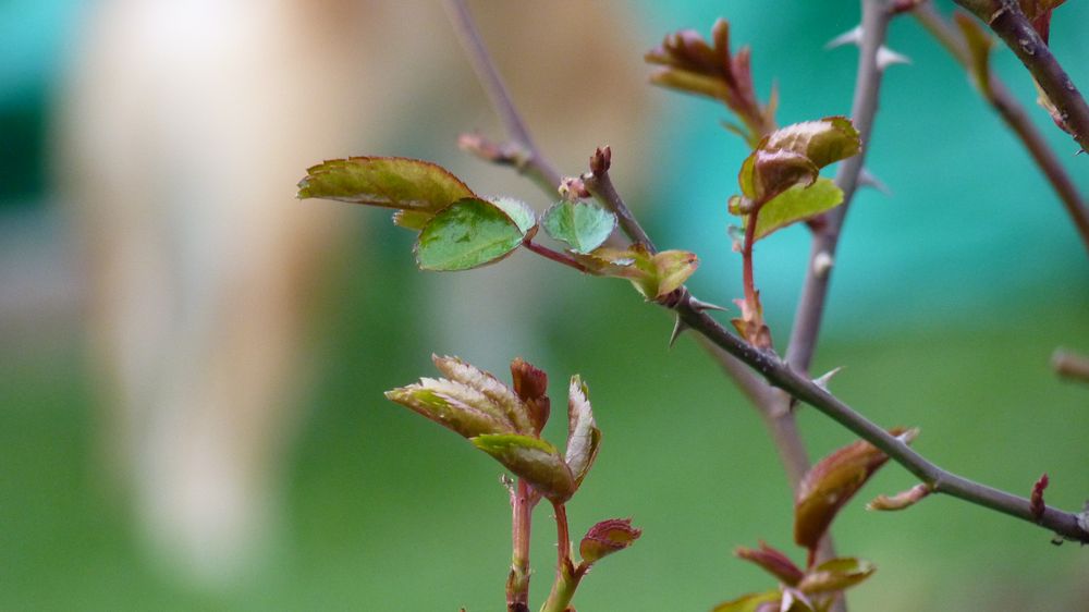 Der Frühling zieht ein...