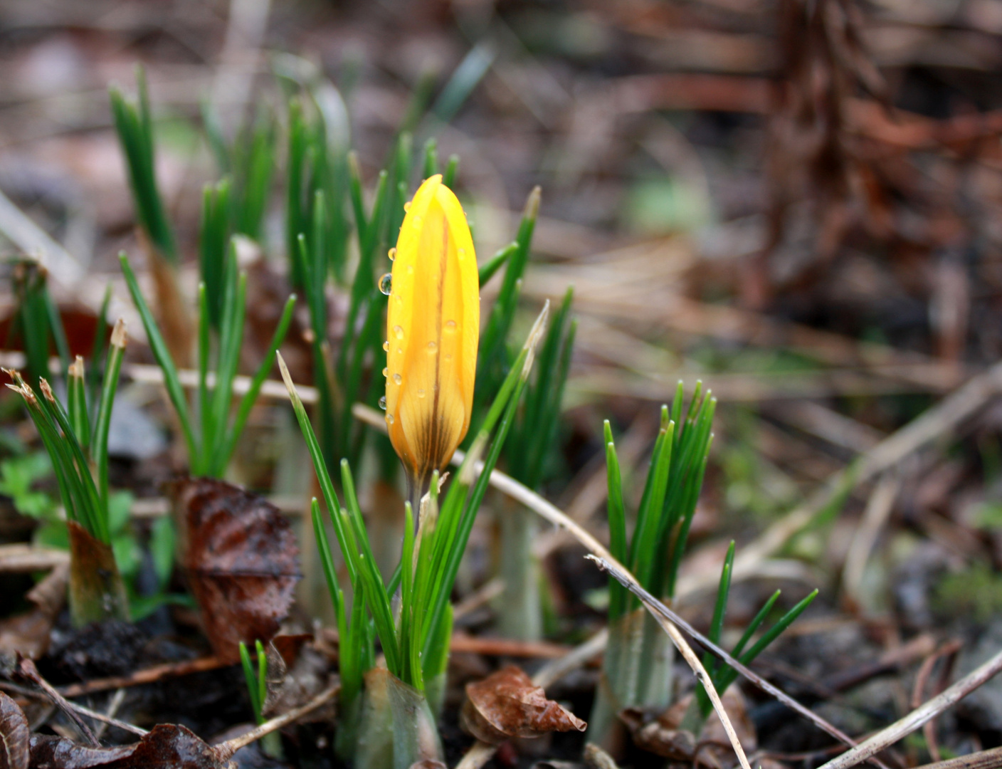 Der Frühling zieht in den Garten ein....