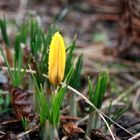 Der Frühling zieht in den Garten ein....