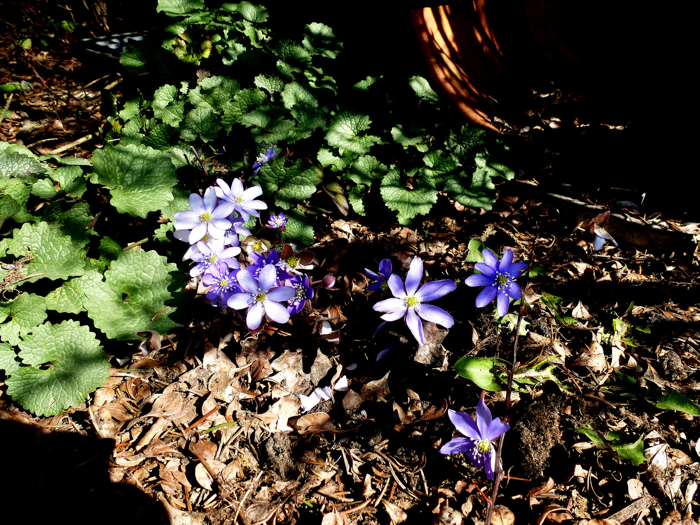 Der Frühling zieht ins Land