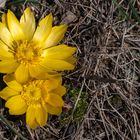 Der Frühlings-Adonis (Adonis vernalis)