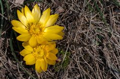 Der Frühlings-Adonis (Adonis vernalis)