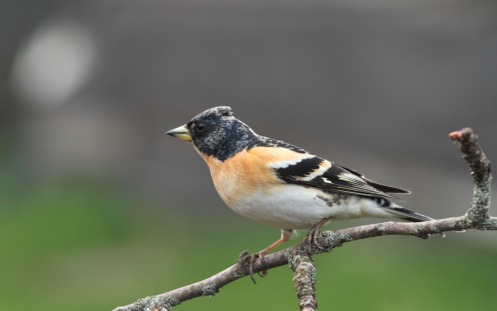 Der Frühlings BergFinken