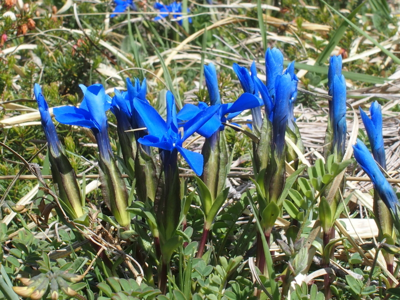 Der Frühlings-Enzian 'Gentiana verna' im Gebiet 'Rossberg' (Schweiz)