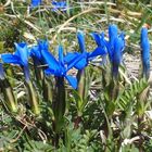 Der Frühlings-Enzian 'Gentiana verna' im Gebiet 'Rossberg' (Schweiz)