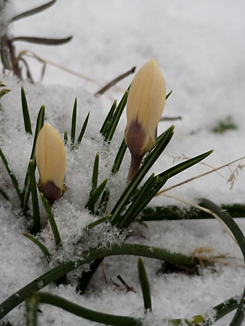 Der Frühlings Gruß