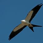 Der Frühlings-/Sommervogel...