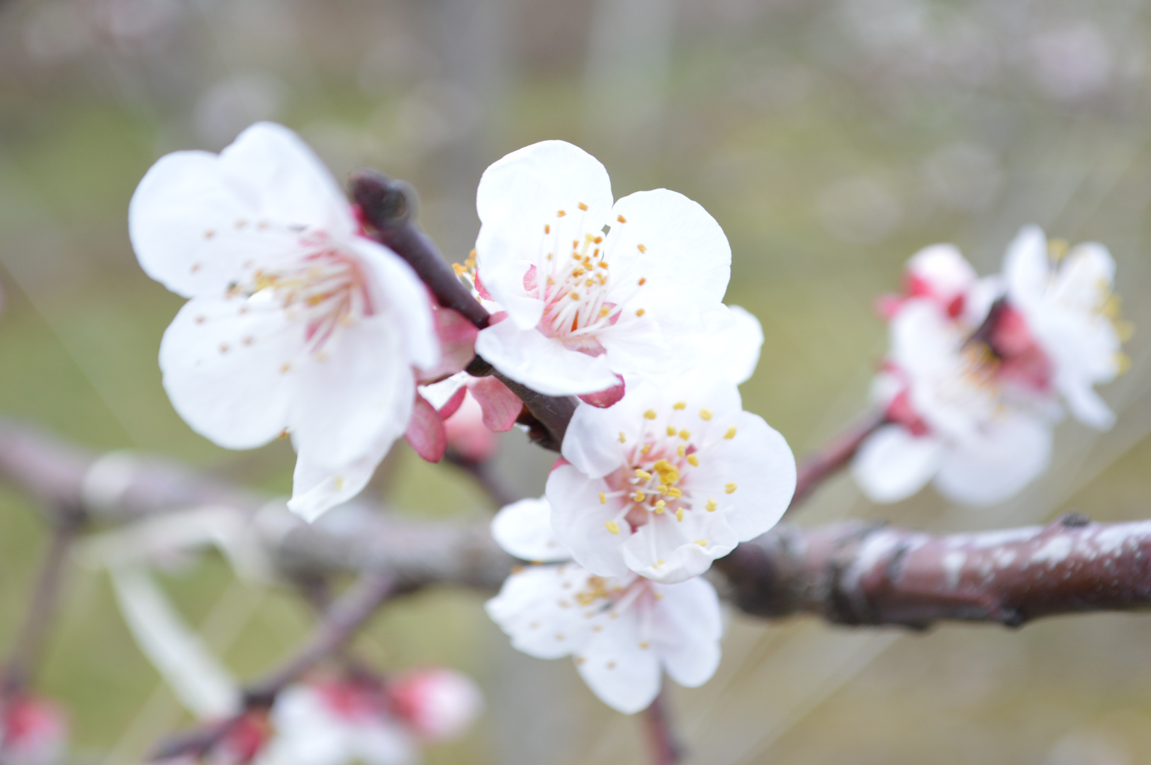 Der Frühlingsanfang