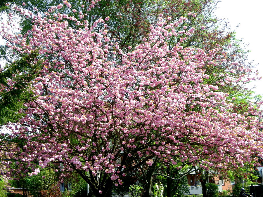 Der Frühlingsbaum