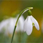 Der Frühlingsbeginn ...