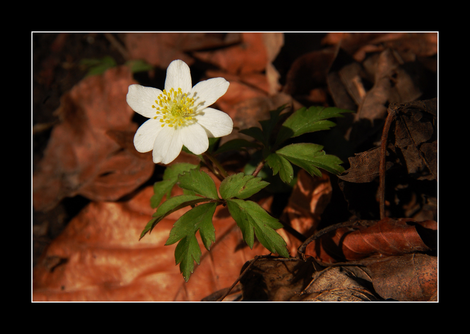 der Frühlingsbote