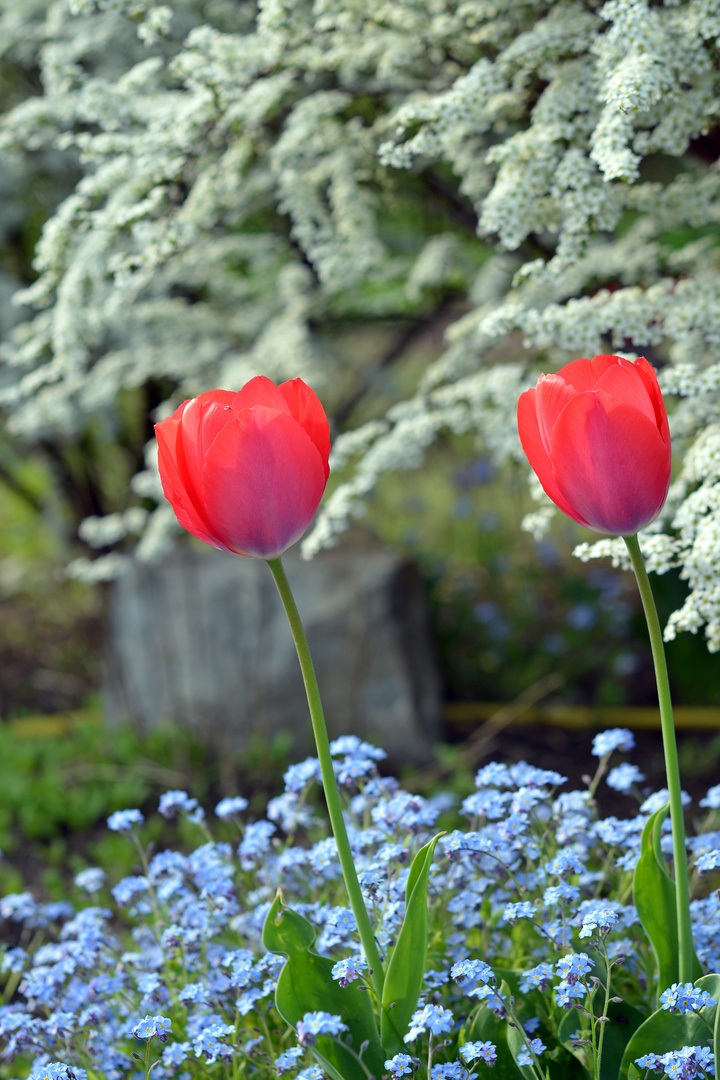 Der Frühlingsgarten