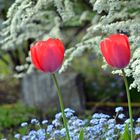 Der Frühlingsgarten