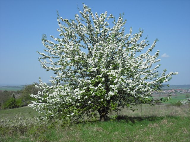 Der Frühlingsgruß