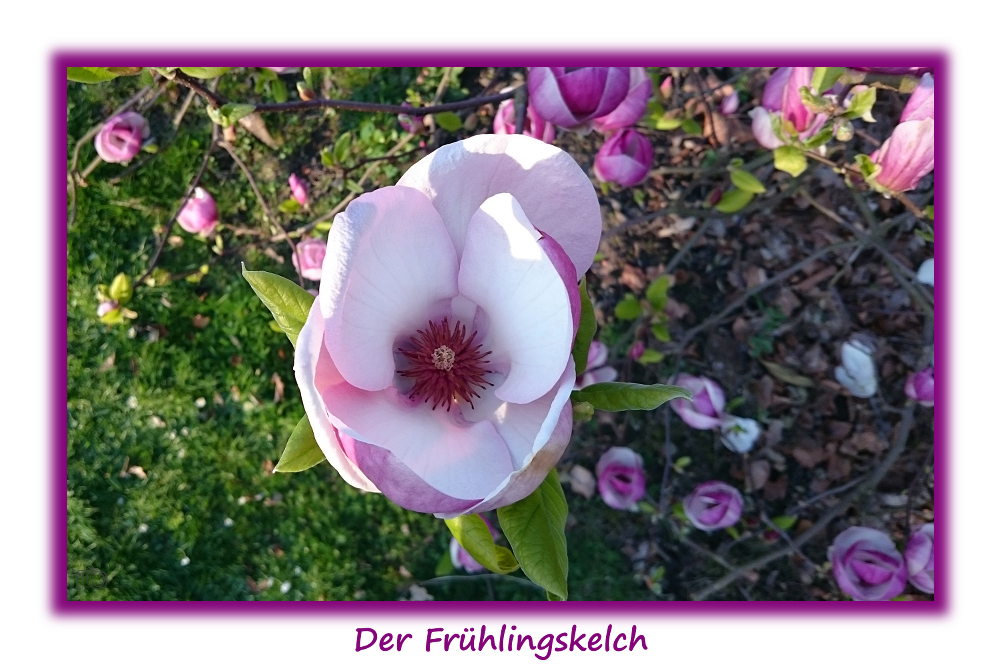 Der Frühlingskelch