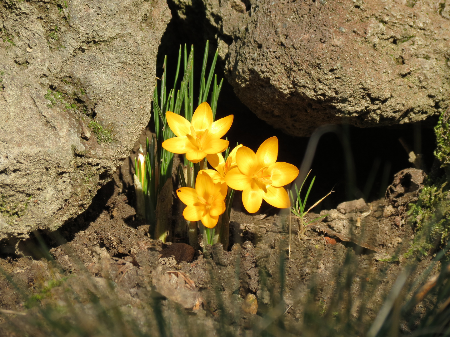 Der Frühlingssonne entgegen